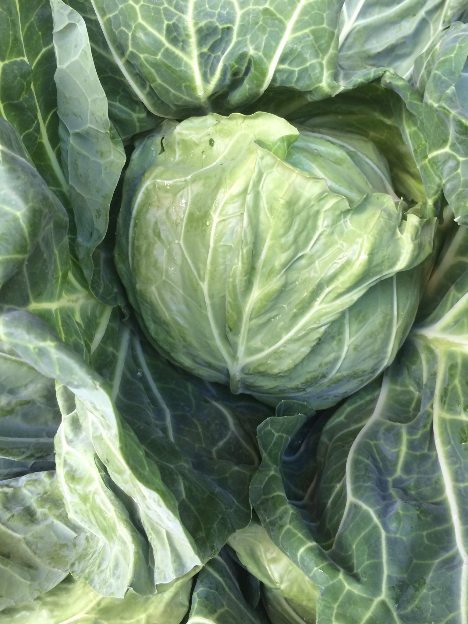 吉祥寺 八百銀 嬬恋高原キャベツ 標高800m 1 400mの高冷地で育てられた自然たっぷりの高原野菜 群馬県嬬恋村は 夏の降水量が多く 昼夜の温度差が大きい為 みずみずしく美味しいキャベツが育ちます 嬬恋のキャベツは夏野菜 夏が旬のキャベツです