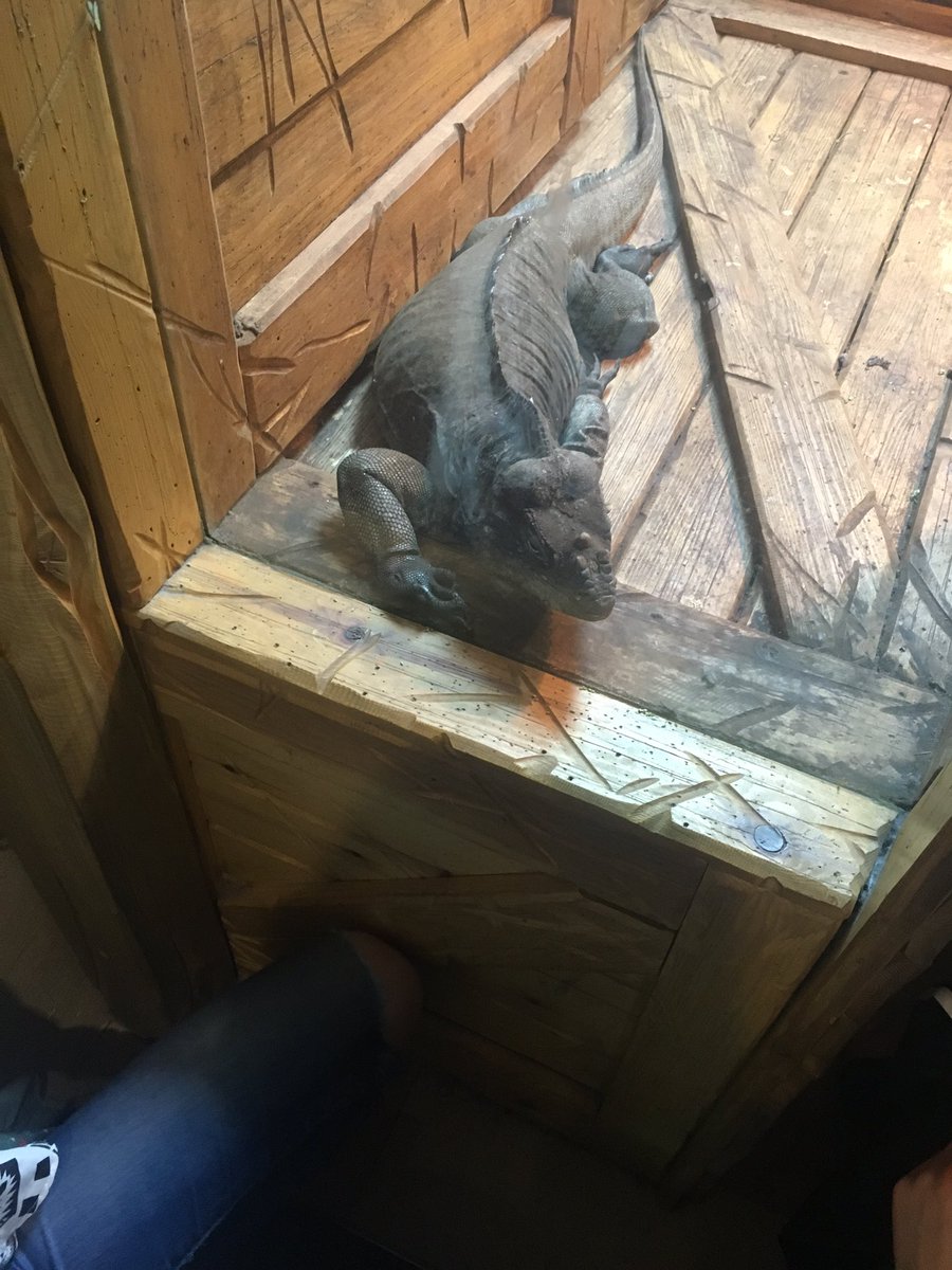 MrsCresswell01's tweet photo. #safarihotel #lotsofanimals #historytrip https://t.co/33A2uxYaSS