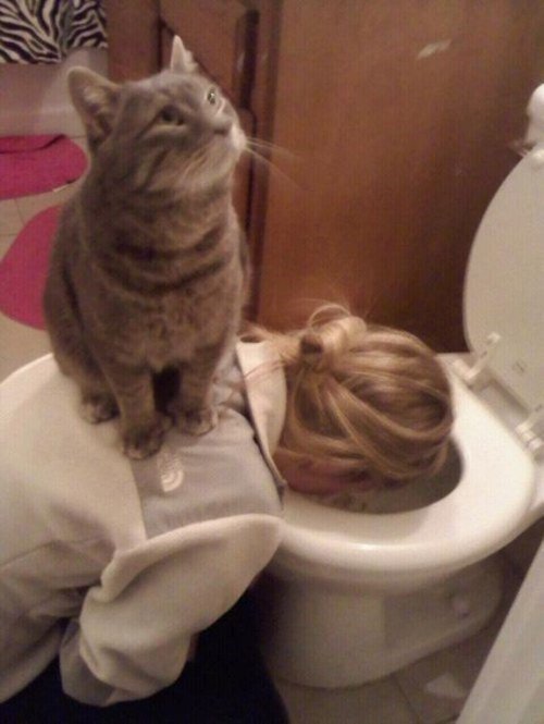 MeowMoeDotCom tweet picture
