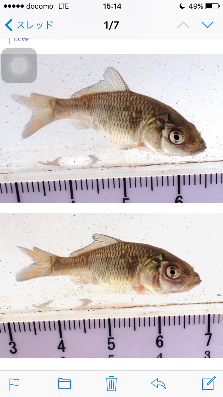 あらかわちゃんねる 何フナ コイの稚魚 T Co Icpk0oqlmg Twitter あらかわちゃんねる 何フナ コイの稚魚 T Co Icpk0oqlmg Twitter