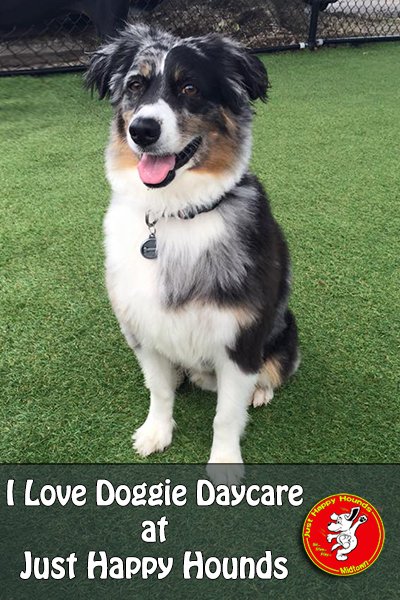 JustHappyHounds's tweet photo. I love doggie daycare @JustHappyHounds 
#doggiedaycare https://t.co/xNGYjZsE5H