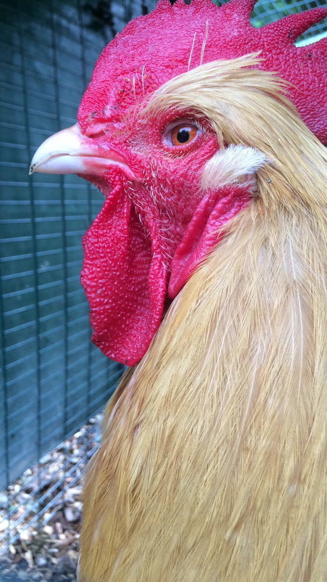 paisleyandco's tweet photo. I say #votechicken @simonpickles @hensforhire @DrChicken @GBPoultry https://t.co/xl6yALcqdn