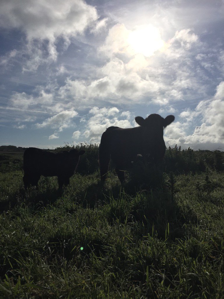 stdavidsherd's tweet photo. Lush morning! #StDavidsHerd #Pembrokeshire #StrongerTogether #WelshBlack #WelshBeef #NativeBreed https://t.co/sqvCkUeAO7