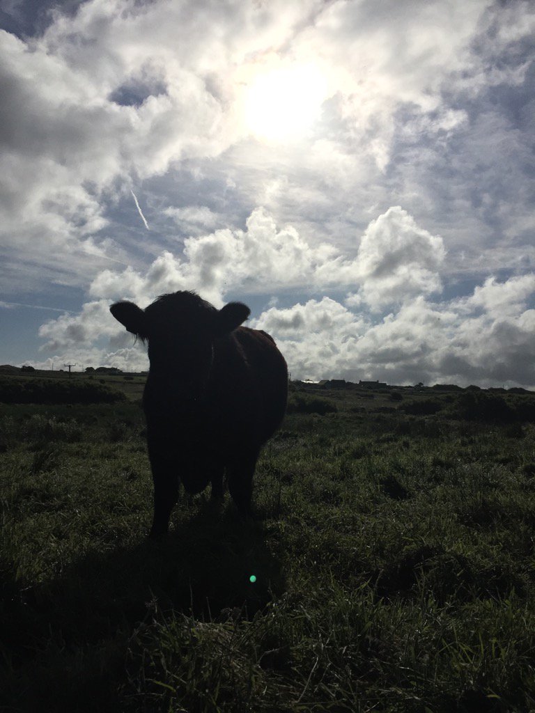 stdavidsherd's tweet photo. Lush morning! #StDavidsHerd #Pembrokeshire #StrongerTogether #WelshBlack #WelshBeef #NativeBreed https://t.co/VXDuBuVQB3