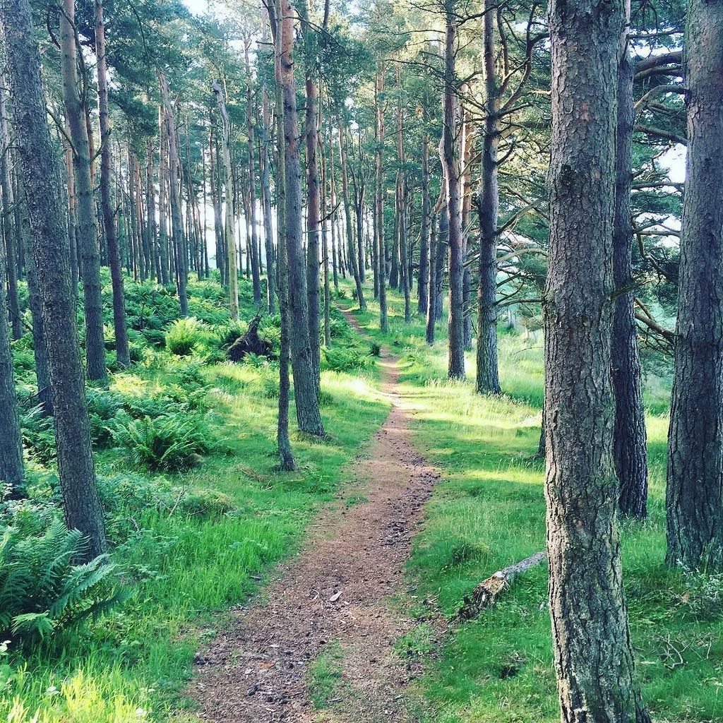 Morning recharge #woods #Perthshire ift.tt/28PpvyU