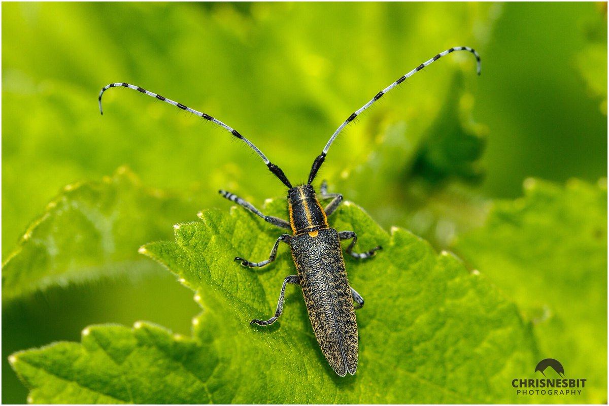 Long Horn beetle - amazing <a href="/insectweek/">Insect Week</a> @natureuk <a href="/UK_Nature/">UK Nature</a> <a href="/iNatureUK/">iNatureUK</a> #insectweek <a href="/HampshireLife/">Hampshire Life</a> <a href="/CanonUKandIE/">Canon UK and Ireland</a>