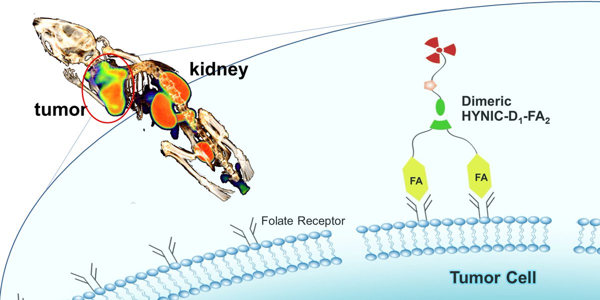 Molecules_MDPI's tweet photo. Synthesis and Evaluation of 99mTc-Labeled #Dimeric #Folic #Acid for #FR-#Targeting https://t.co/6PrvScbknh #imaging https://t.co/qBb9JjzkeR