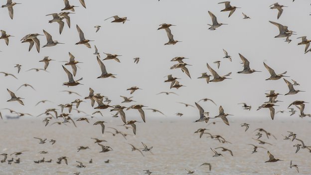 Birds crossing the Yellow Sea may be saved by Chinese birdwatchers &amp; North Korea's economy📻 bbc.in/28QGRND