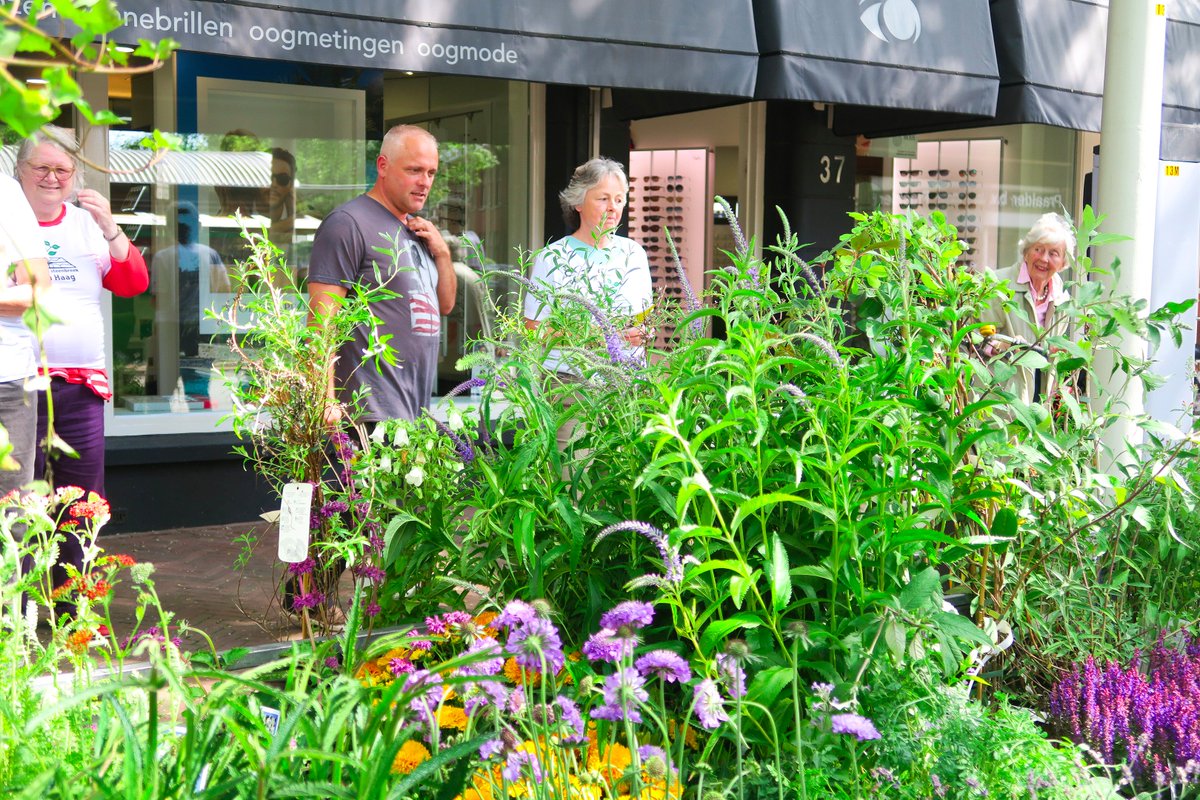 duurzaam_dh's tweet photo. Vergroen je straat, helemaal gratis! Kom in actie met 2 buren: https://t.co/Qdlp2PdU86 - #denhaag #duurzaam #groen https://t.co/LWd4zcQQBd