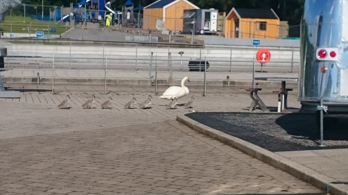 ScotWaterways's tweet photo. Cygnets doing a quick march @FalkirkWheel to make sure everything is ready for today's visitors! #waterwayswildlife https://t.co/H4PhokLysm
