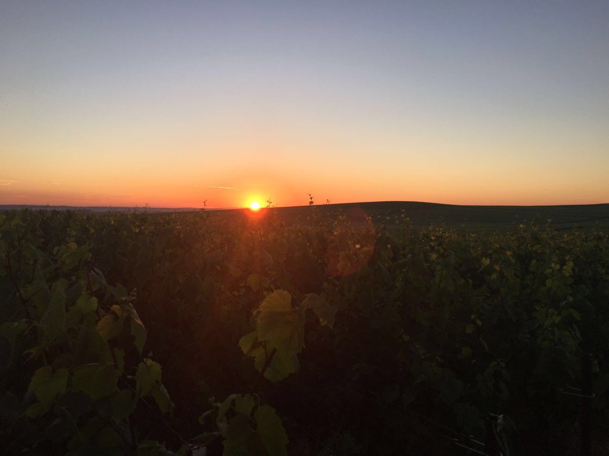 MaisonRuinart's tweet photo. Sunrise over Sillery #champagne #vineyardmagic https://t.co/SkVllbcgBf