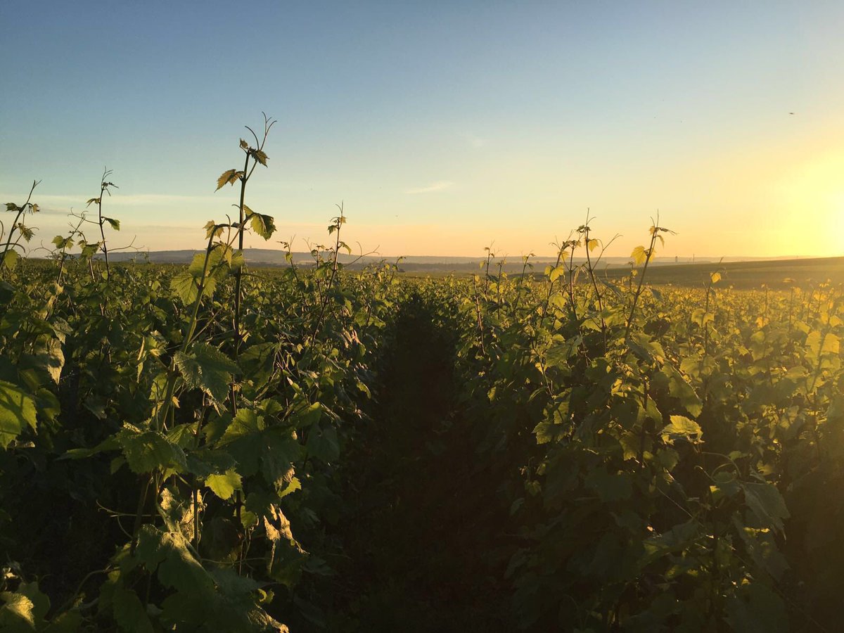 MaisonRuinart's tweet photo. Sunrise over Sillery #champagne #vineyardmagic https://t.co/SkVllbcgBf