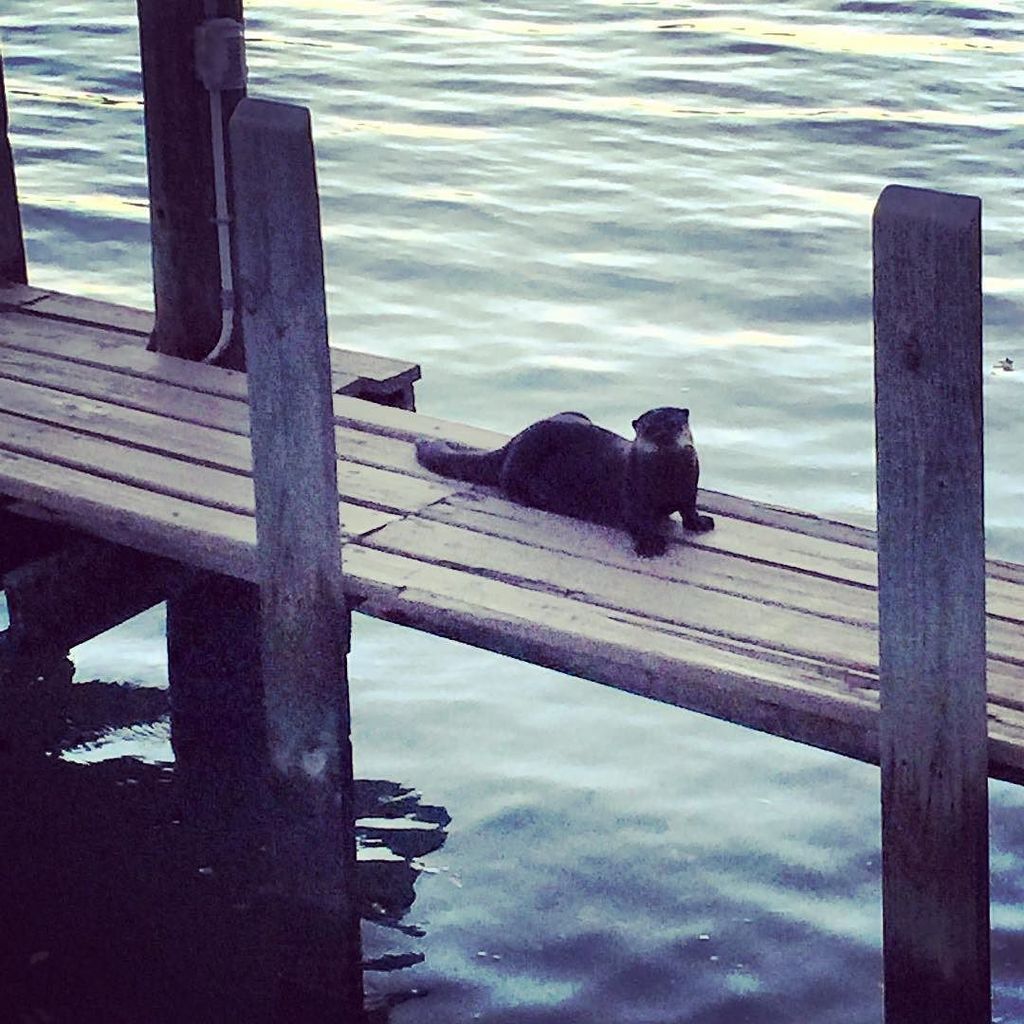 south_do's tweet photo. Any fish for me? #ottersofinstagram #otter #seaotter https://t.co/NTmUxTHZVd https://t.co/IrWNXYtIto