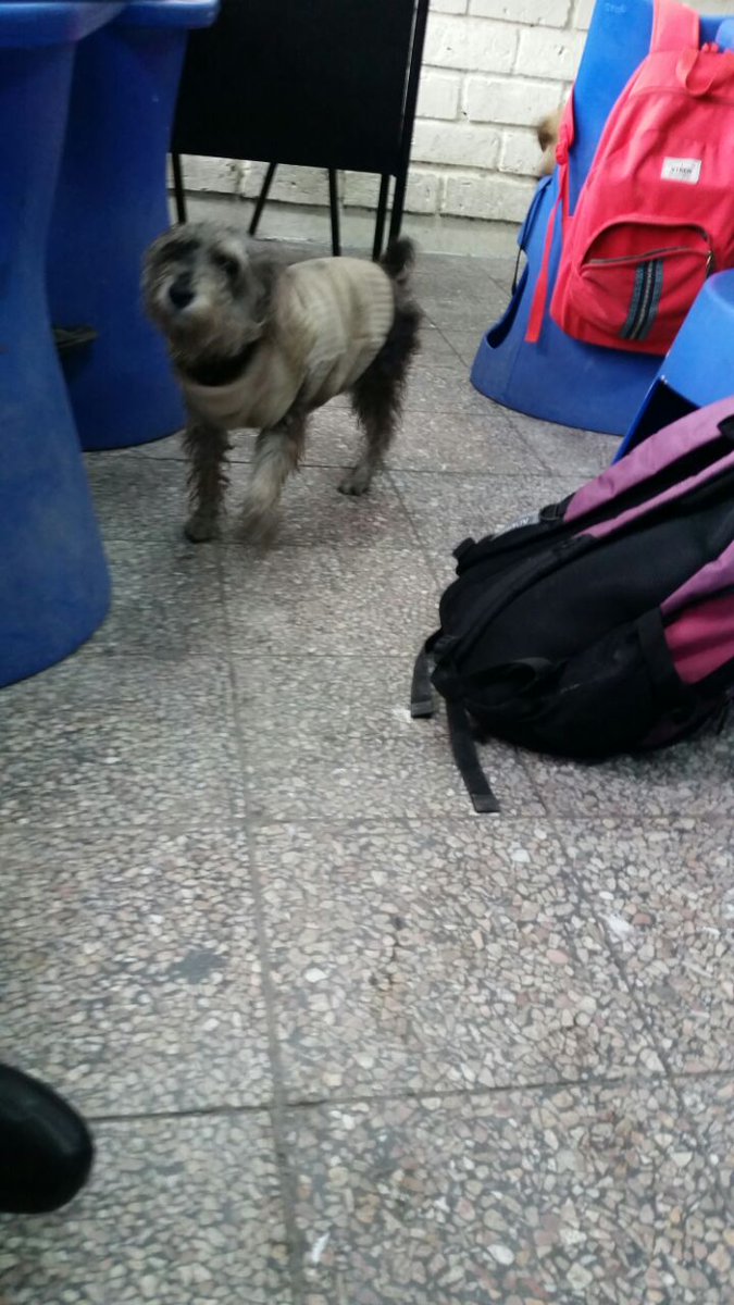 Está perrita se encuentra en el Colegio Herlinda Toral #DifusiónMáxima <a href="/RescatAnimalCue/">RescateAnimal_Cuenca</a> @FundacionARCA <a href="/AVAstudillo/">Alberto Astudillo B.</a>