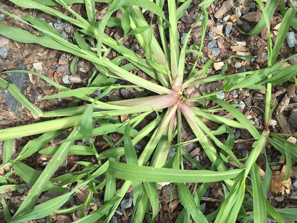WiscWeeds's tweet photo. Weed of the day: #barnyardgrass (Echinochloa crus-galli) ligule and auricle are absent #UNLWeedsTeam https://t.co/iniEXbdqMK