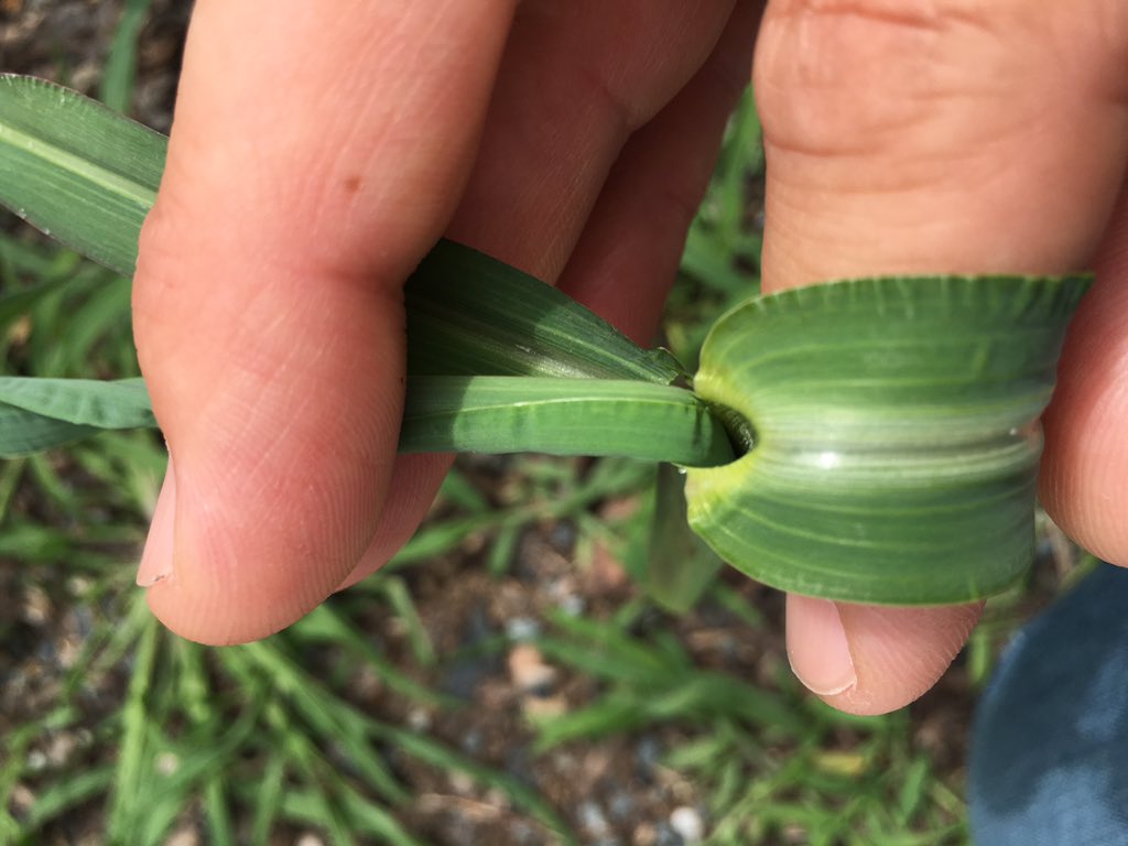 WiscWeeds's tweet photo. Weed of the day: #barnyardgrass (Echinochloa crus-galli) ligule and auricle are absent #UNLWeedsTeam https://t.co/iniEXbdqMK