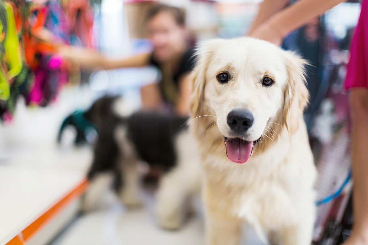 wiki_dog's tweet photo. Dog of the day: Labrador Retriever.
#labradorretriever #dog #puppy #doglover #Labrador #love #cute #pet https://t.co/svmyNnkvmT