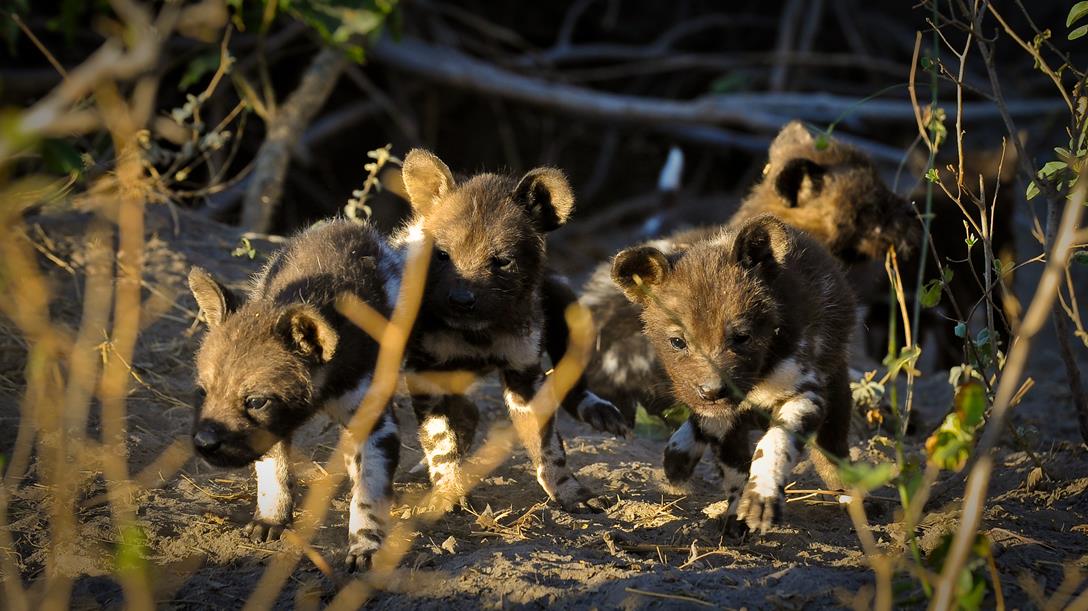 richardedsmith's tweet photo. Great news from @kwandosafaris with wild dog dens near #Lagoon &amp; #Lebala this year (&amp; maybe #Kwara) https://t.co/GPYaem5mwD