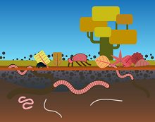 Meer variatie bodemleven is beter voor de vruchtbaarheid van de #bodem
bit.ly/28OY31O #weekvandeakkerbouw