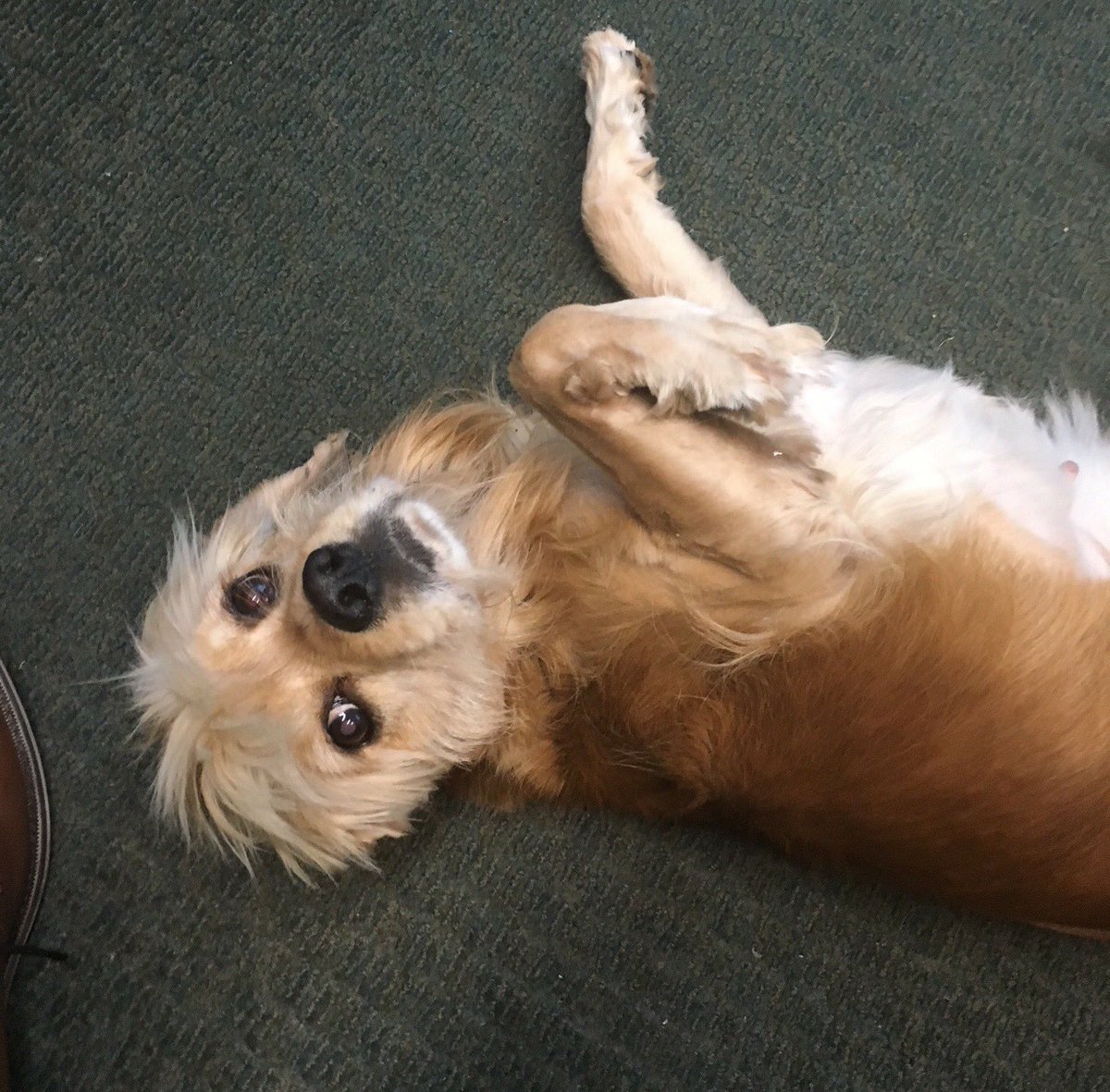 sacspcaCEO's tweet photo. The first day in our adoptions building can be stressful, so Kim spent the day in offices getting belly rubs! https://t.co/xemuivaqmB