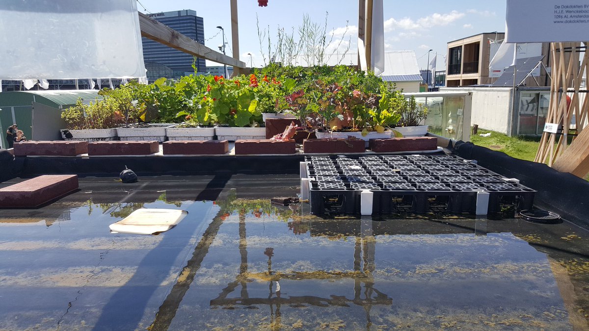 EmilevanRinsum's tweet image. @Polderdak nu wel hard nodig! Nu kijkje bij #groendak van @Dakdokters @growndowntown &amp;amp; @rooffood op @GetintoFabcity