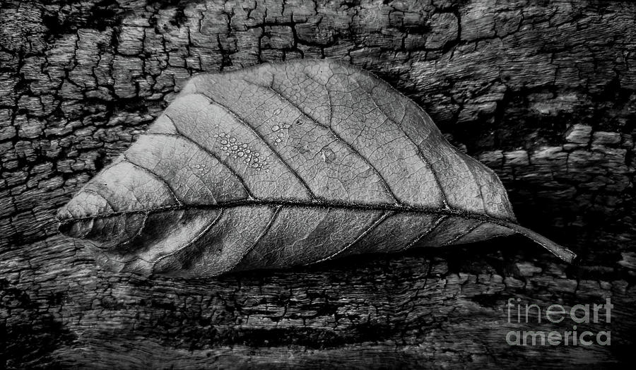 joancarroll's tweet image. Check out this photo! buff.ly/28PmJvY #leaf #patternsandtextures #stilllife #buyart via @jamesaiken09