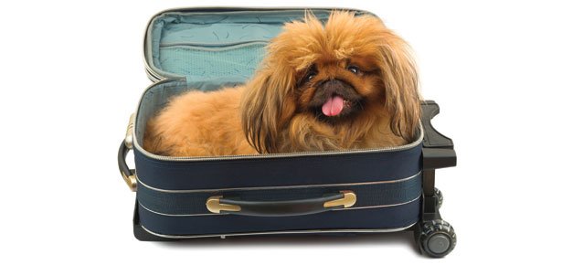 aonevanlinesinc's tweet photo. Moving most precious things - call us. #AOneVanLines #Dogmoving #moving #packing #services #Bestmoving #shuggy #cute https://t.co/q3Nw7P7ueW