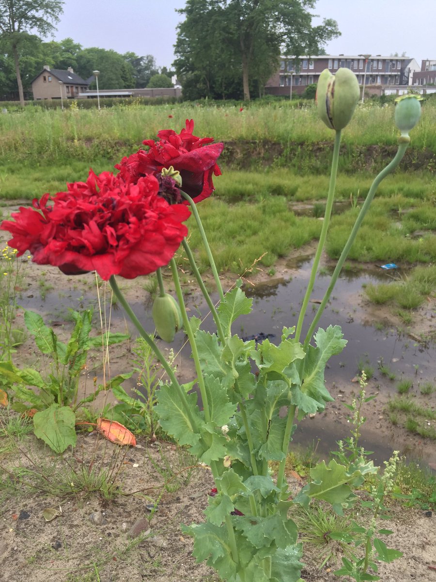 NolHeuvel's tweet photo. NOL &amp; de bloementuin voer voor al onze stadsbijen en insecten in @breda #heuvelbreda #bijen #bloemenzee https://t.co/DEm9mTTrhd