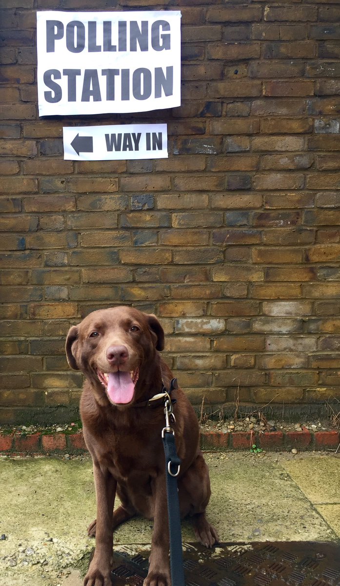 GirlAboutBalham's tweet photo. We've voted. Have you? #dogsatpollingstations https://t.co/Esr71eUwEl