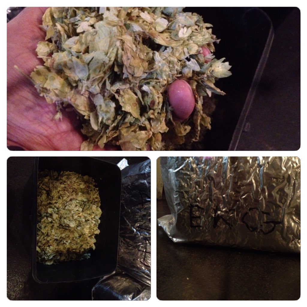 East Kent Goldings for first wort hops for our all English Random Pale Ale <a href="/AeronautActon/">The Aeronaut</a> @LaineBrewing <a href="/selcamra/">SE London CAMRA</a>