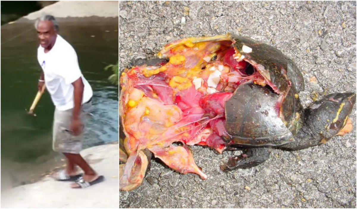 PetitionHub's tweet photo. Man Destroys Innocent Turtle Using A Hammer at Lady Bird Lake! Demand Punishment! 

https://t.co/AWKLTvlGcg https://t.co/0XgvRPRIDA