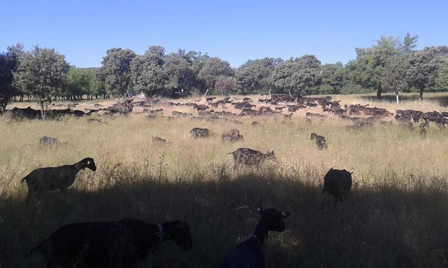 MadridCalidad's tweet photo. Así de felices son las cabras de @ampanera. La lluvia de #primavera y el recién llegado #verano han dado buen pasto https://t.co/tOqNusHycZ
