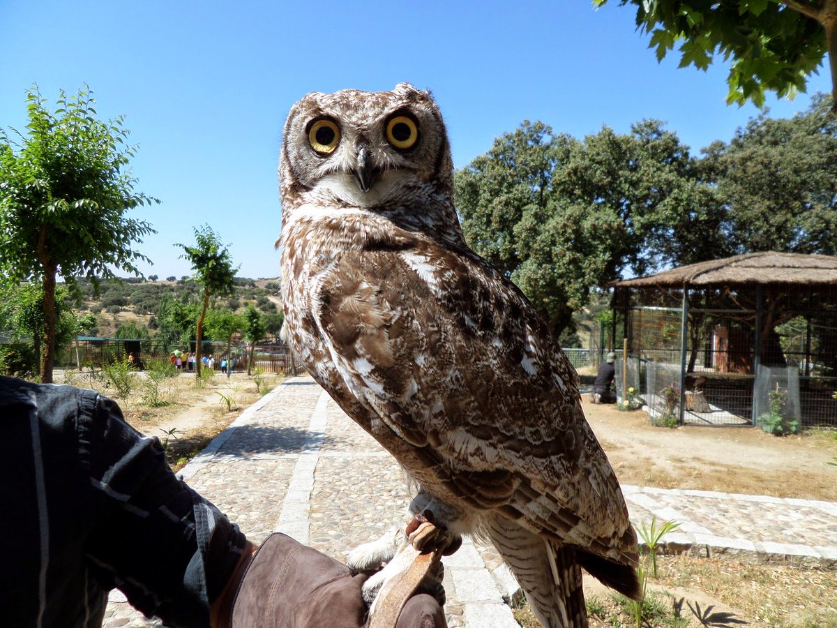 #Diverclub ¿Buscas plan con tu peque? <a href="/GranjaELALAMO/">Granja EL ÁLAMO</a> celebra jornada de puertas abiertas para familias! 91 816 20 63