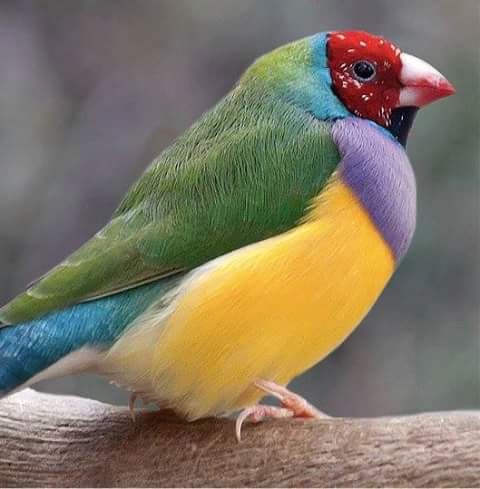 sovann2015's tweet image. It's beautiful color bird!