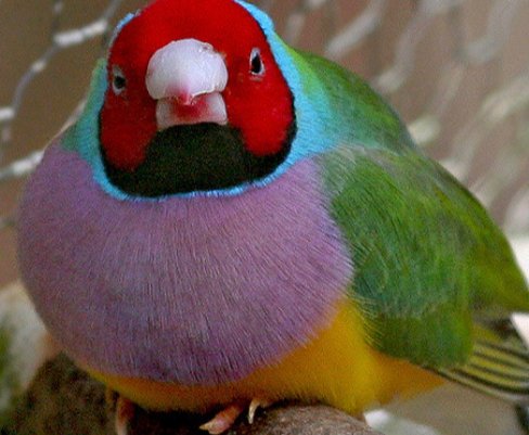 sovann2015's tweet image. It's beautiful color bird!