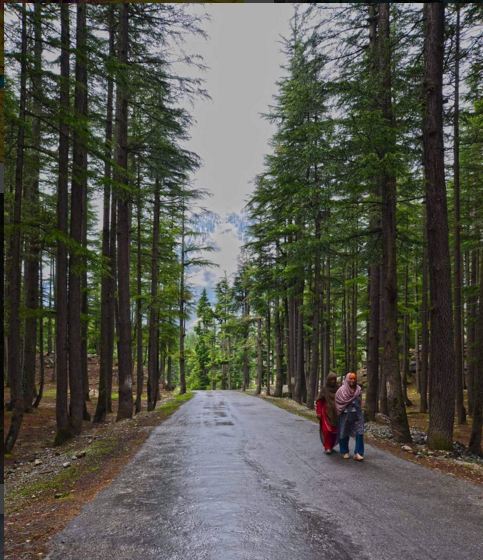 beautifypak's tweet photo. #Kalam #Forest #Beautiful #Pakistan https://t.co/D43DeLCAIg