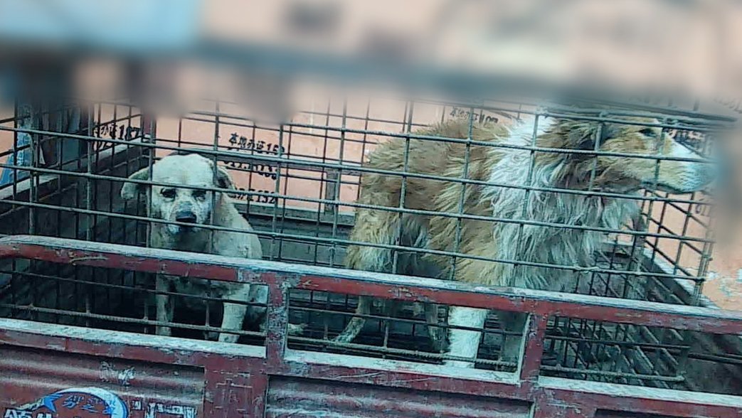 PETADeutschland's tweet photo. #Yulin: Stoppen wir das chinesische #Hundefleisch-Festival! https://t.co/NuRqdrRB6z #Hunde https://t.co/SfWq62TIeu