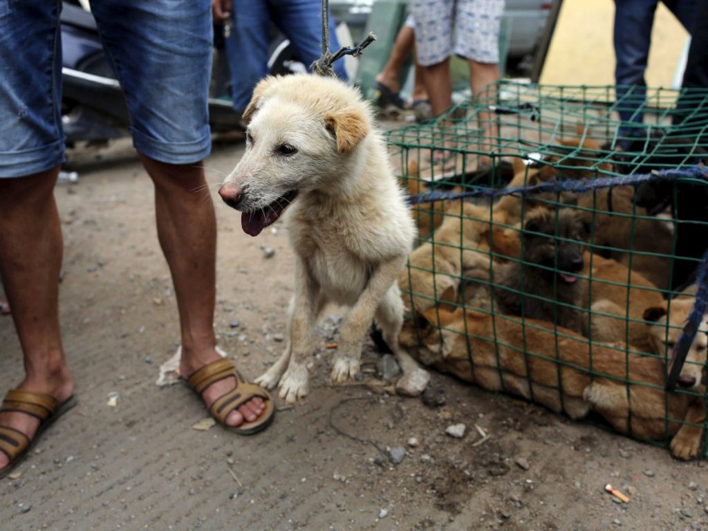 roverdotcom_uk's tweet photo. The Yulin Dog Meat Festival is back. Here are the petitions you can sign: https://t.co/KIexHNUJys #haveyoursay https://t.co/QGdVnHSTw3