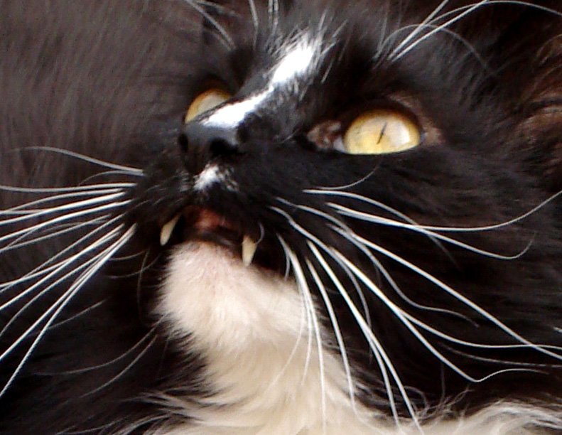 My cat 'Harrie' as #BelaLugosi