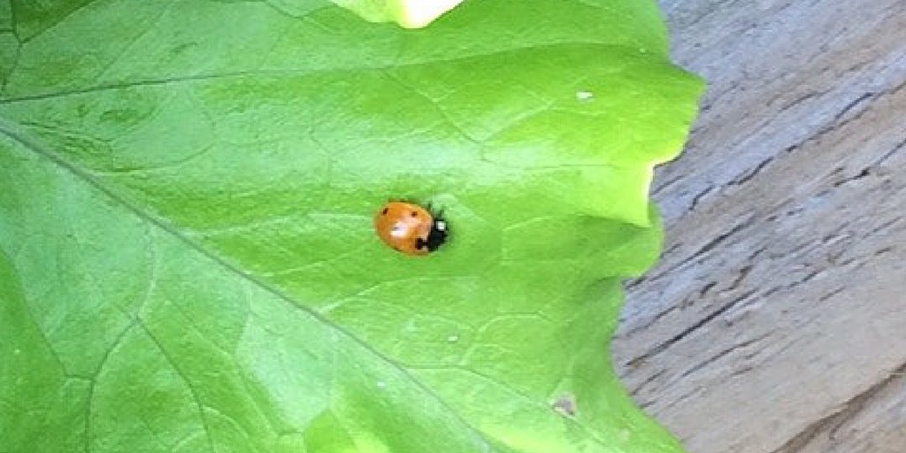 pbccallotment tweet picture