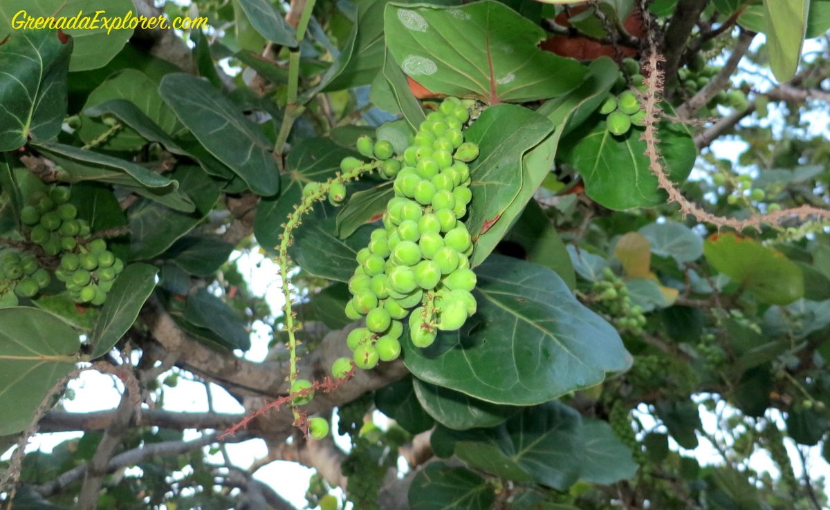 grenadaexplorer's tweet photo. Sea grapes are delicious and you can find them on many of our beaches in Grenada!

#TryThem #MadeInGrenada https://t.co/ZKBEmtBDPd