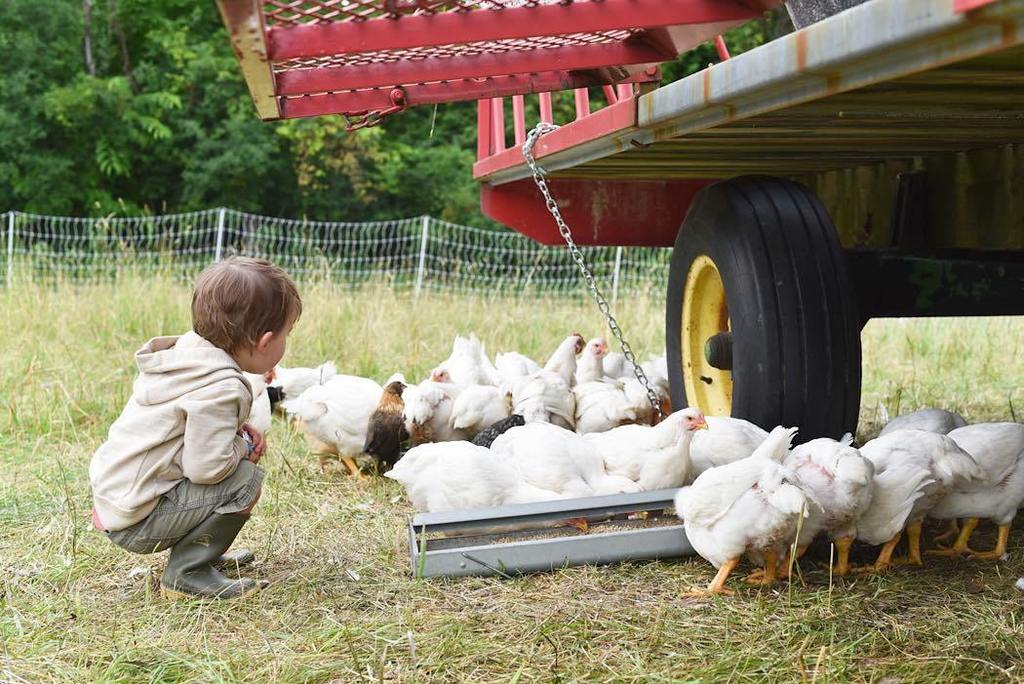 studiohillvt's tweet photo. The mini farmer watches the Cornish eat their breakfast... #vermont #vt #meatcsa #sustaina… https://t.co/QsmcIyV1l4 https://t.co/iHROKzPOCe