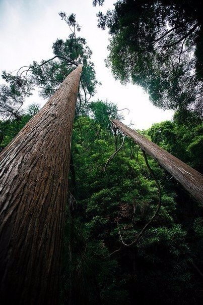 therusfed's tweet image. Невероятная атмосфера леса