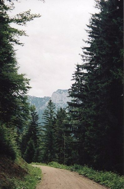 therusfed's tweet image. Невероятная атмосфера леса