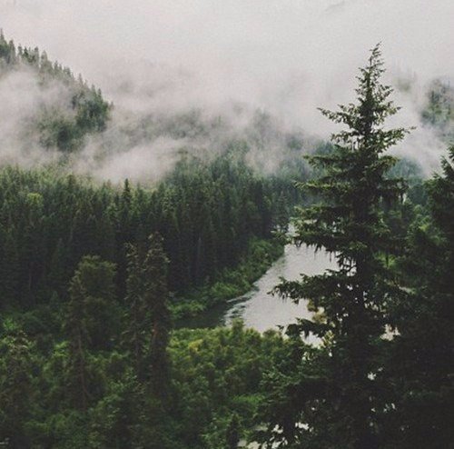 therusfed's tweet image. Невероятная атмосфера леса