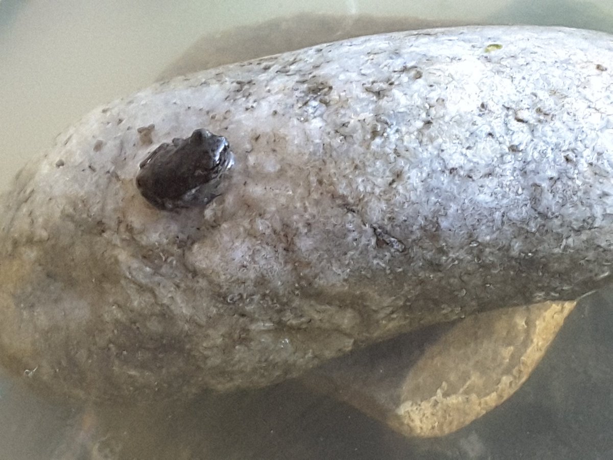 MrsMasonOCSB's tweet photo. This morning I discovered that one of our tadpoles metamorphosed to a froglet. #anneocsb https://t.co/v2andFy5cm