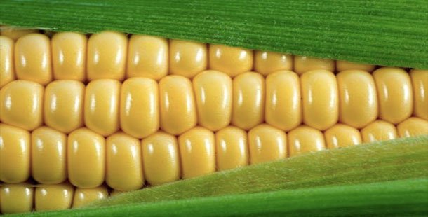 Localfarmbag's tweet photo. In celebration of CORN in this week's #LocalFarmbag, I present to you... 25 CORNY JOKES: https://t.co/FYITwZklT2 https://t.co/Q5twEWVdpM