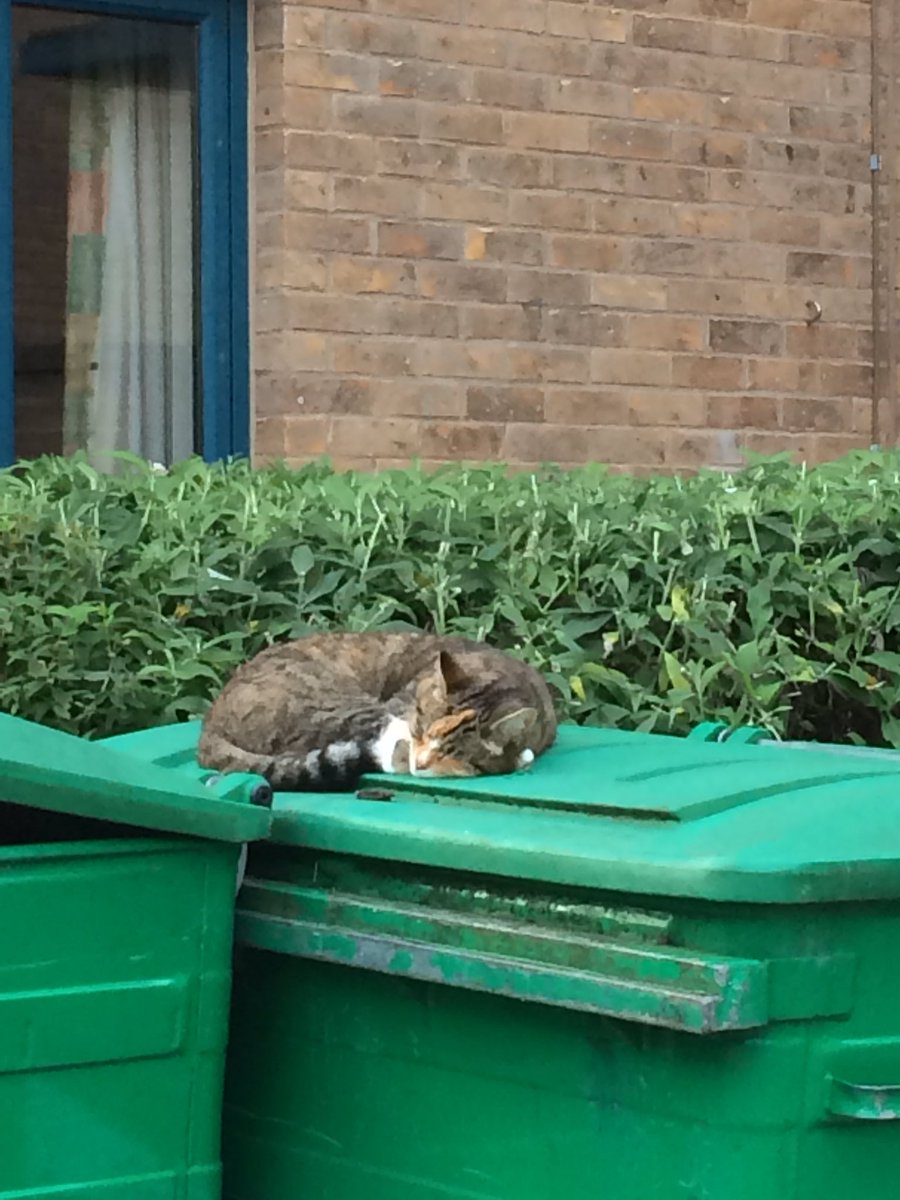 rubychen1122's tweet image. So relaxing...