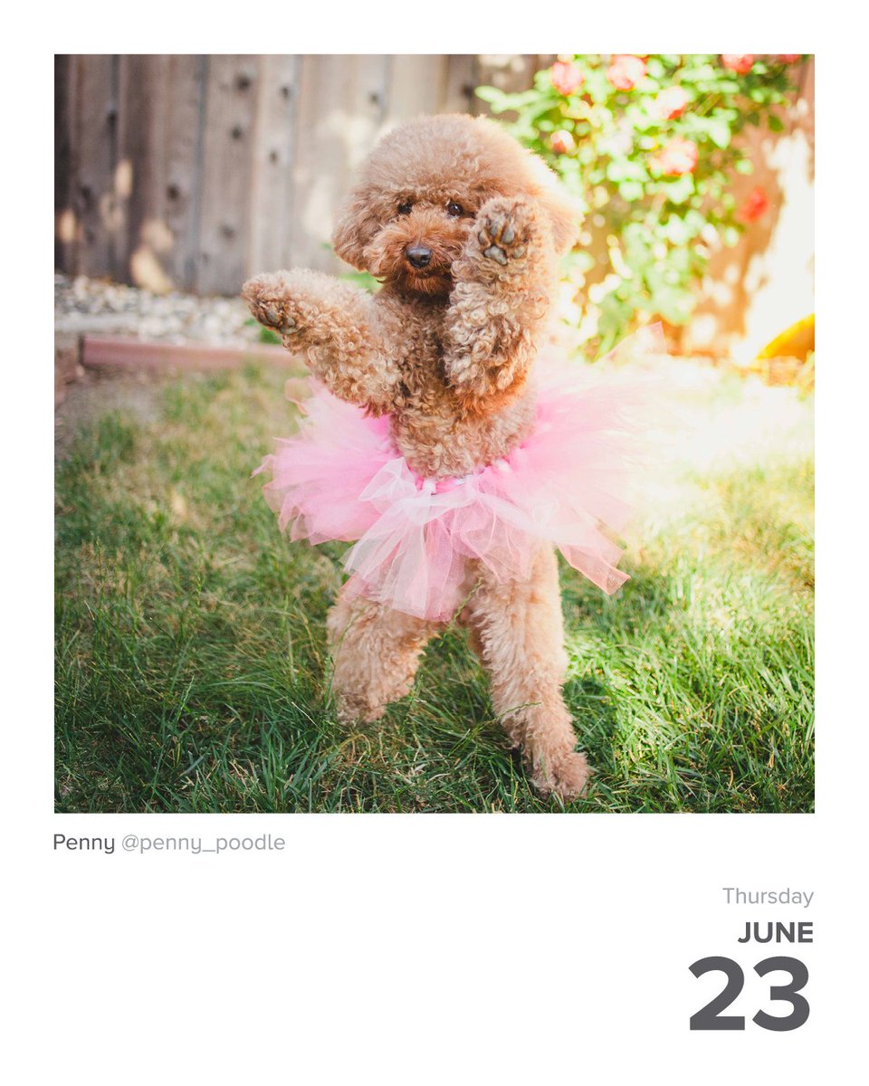 instagram's tweet image. #DailyFluff
instagram.com/penny_poodle 🐾