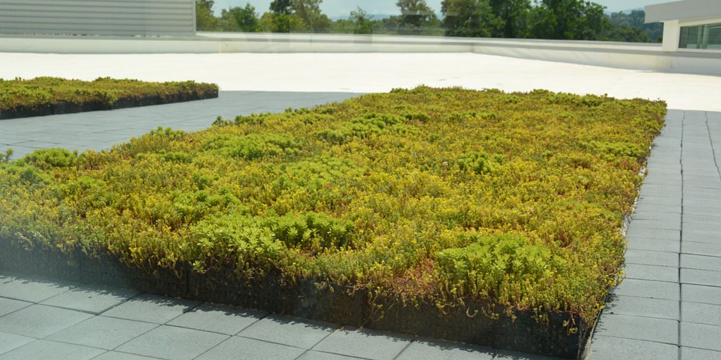 AVLCitySchools's tweet photo. Did you know that the new AMS building has a green roof design on the second floor? #ViewsFromthe8 https://t.co/BmLoaA9fS4